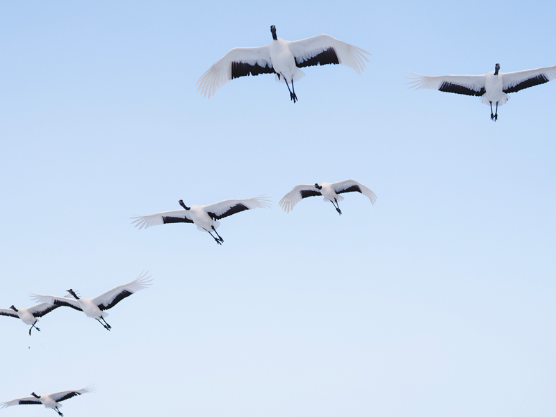 移住はまずここから！成功への７つのステップ